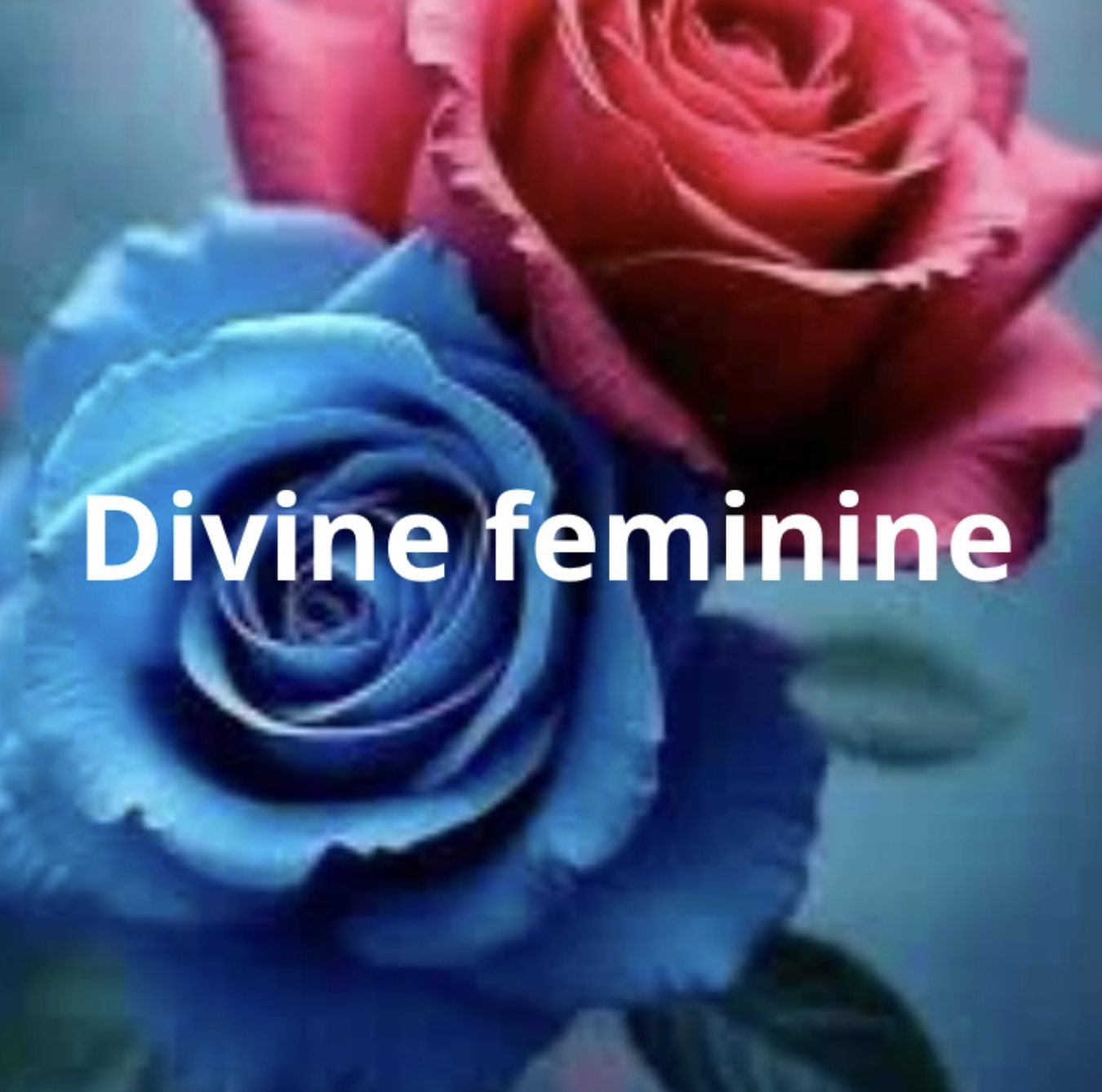 Close-up of two roses, one blue and one pink, with the text 'Divine feminine' overlaid.