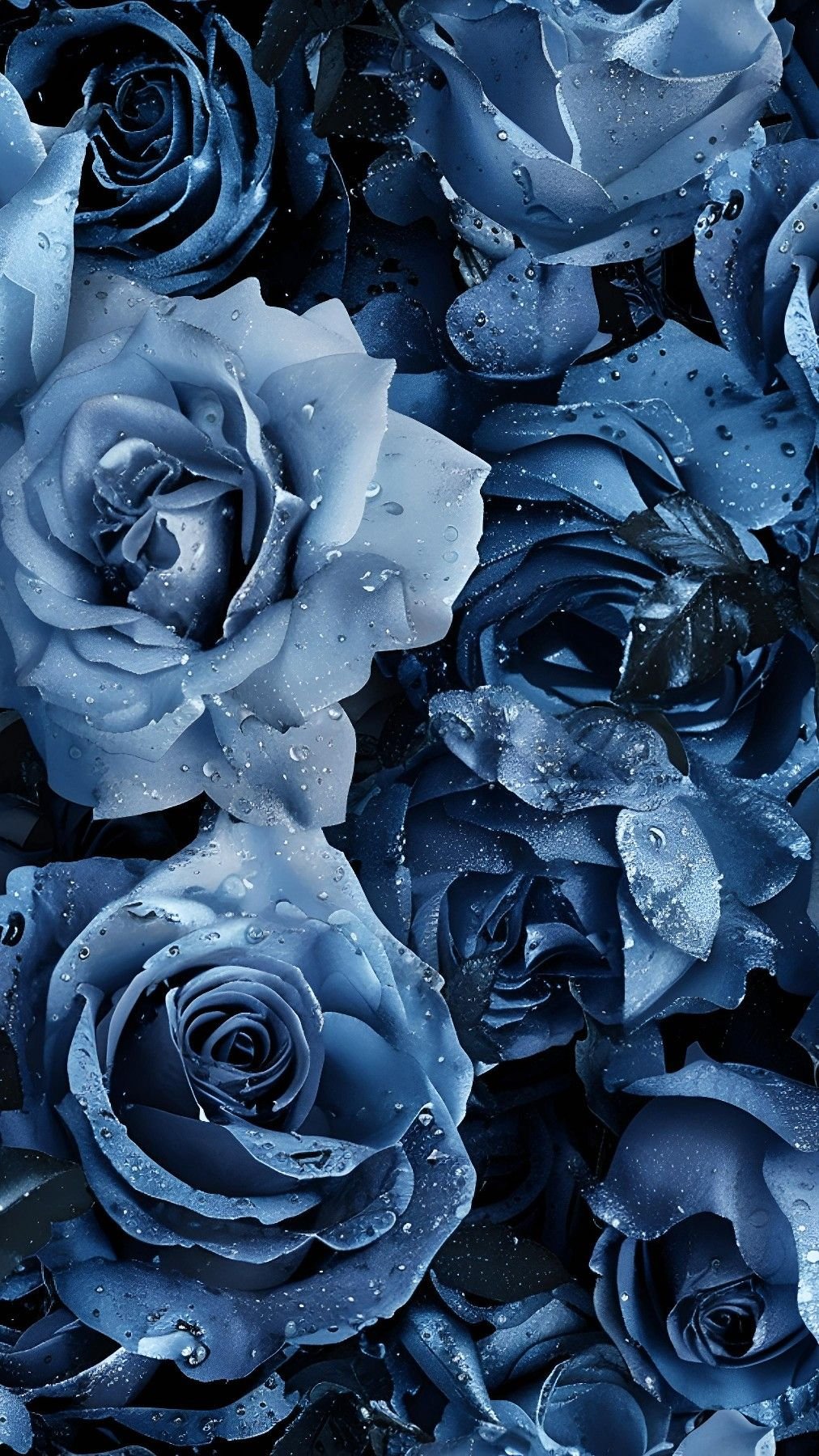Close-up of blue roses with water droplets on petals.
