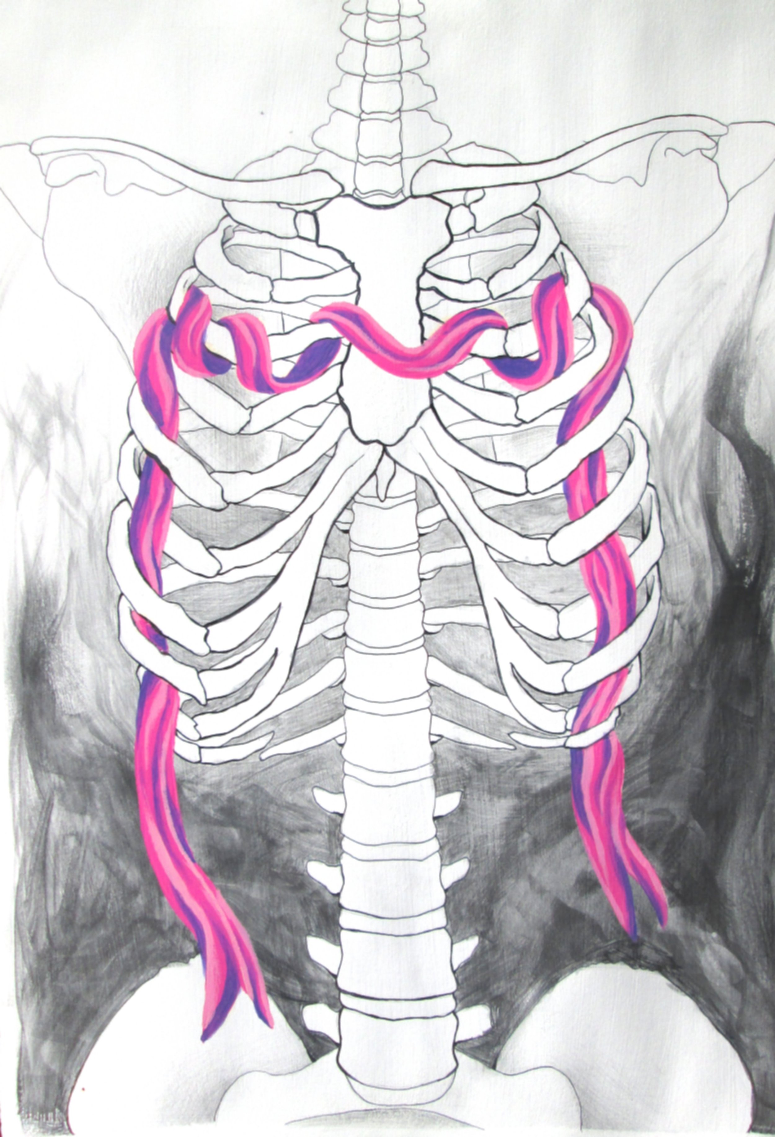 A black and white illustration of the human pelvis and spinal column with colored veins in pink and purple.