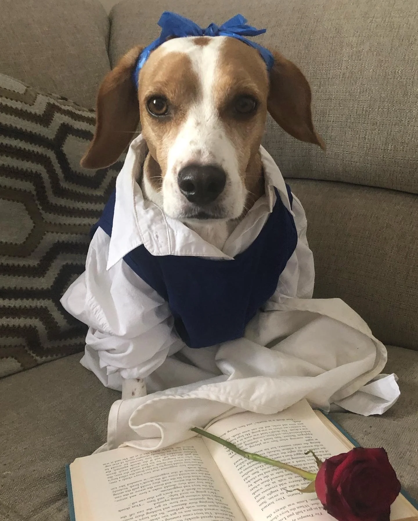 A dog dressed in a white shirt and blue vest, wearing a blue bow on its head, sitting on a couch in front of an open book with a red rose on it.