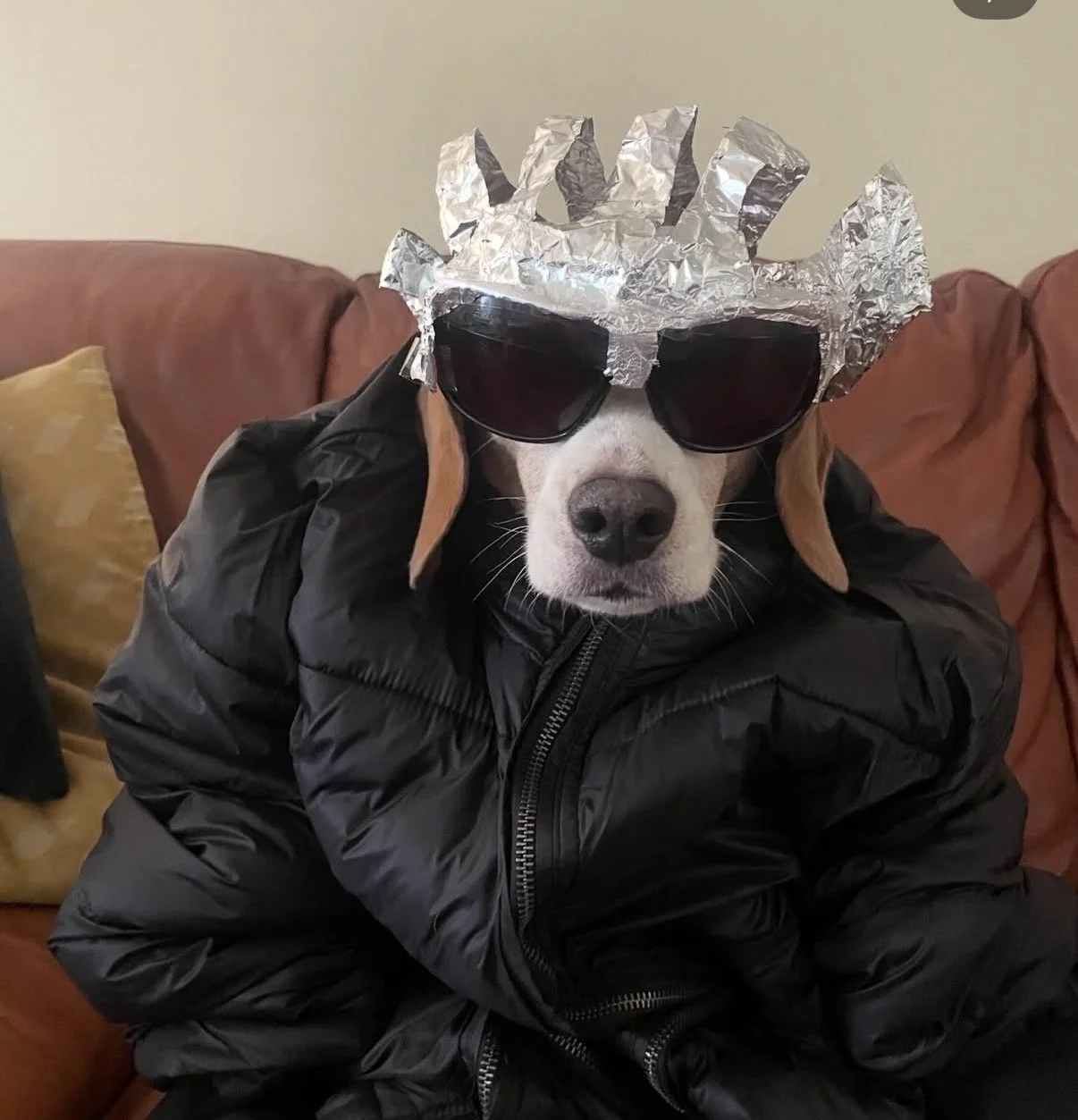 A dog wearing sunglasses, a gray foil crown, black gloves, and a black jacket, sitting on a brown couch.