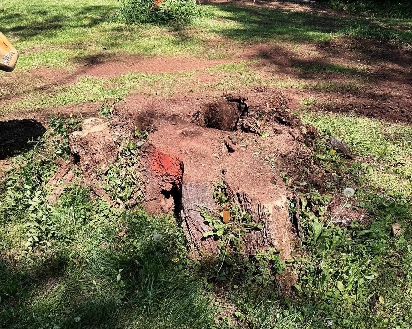 A large tree stump with jagged edges and visible wood grain, surrounded by grass and small plants in a grassy yard.
