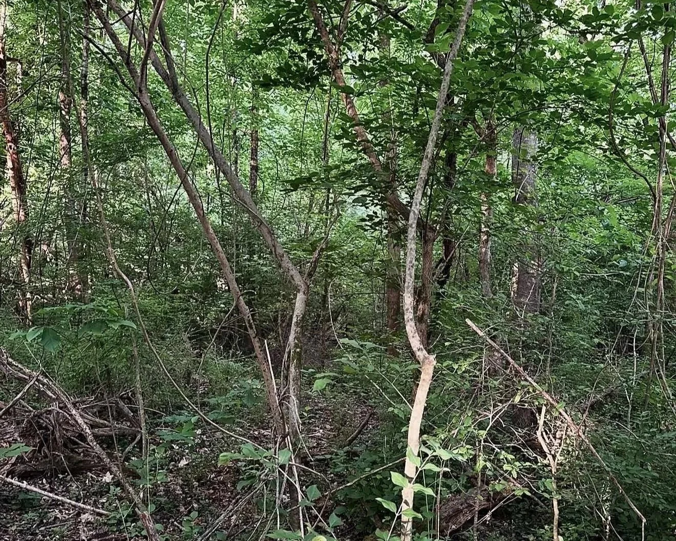 Dense forest with green foliage, trees, and tangled branches.