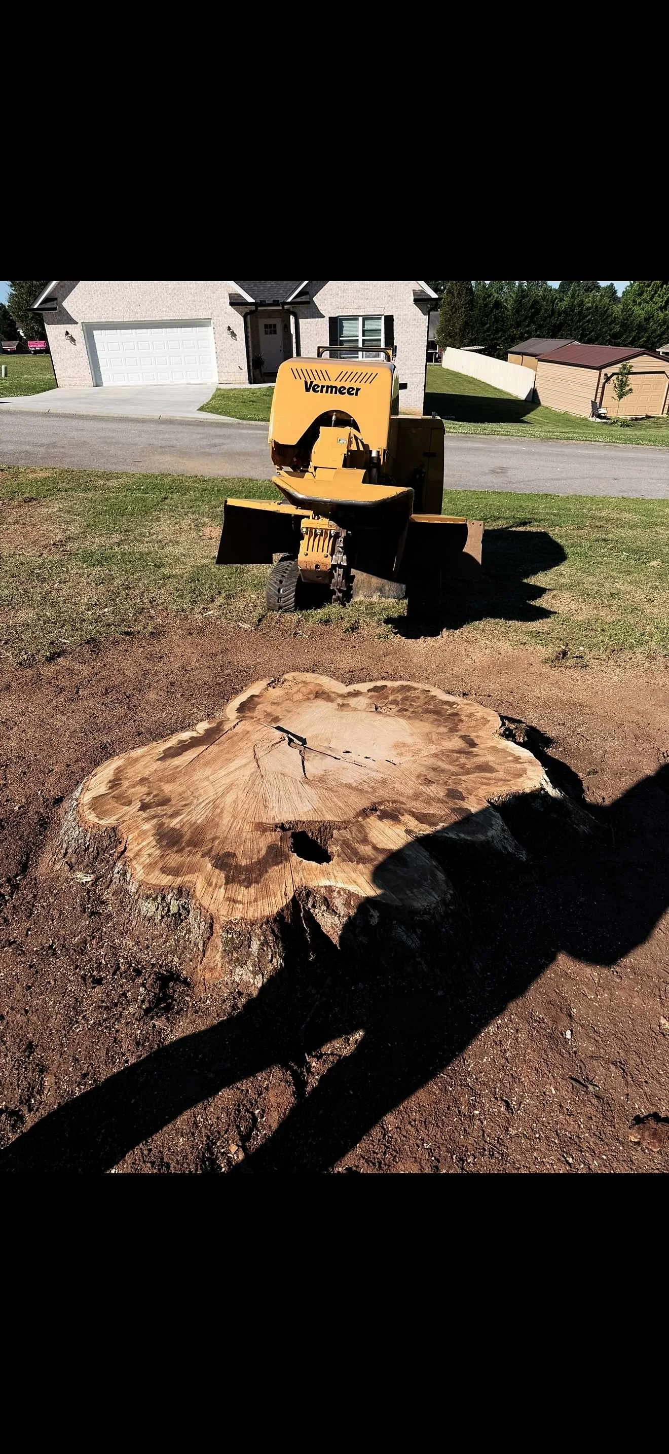 A tree stump with new growth and a saw cutting through the wood, in a yard with a house and shed in the background.