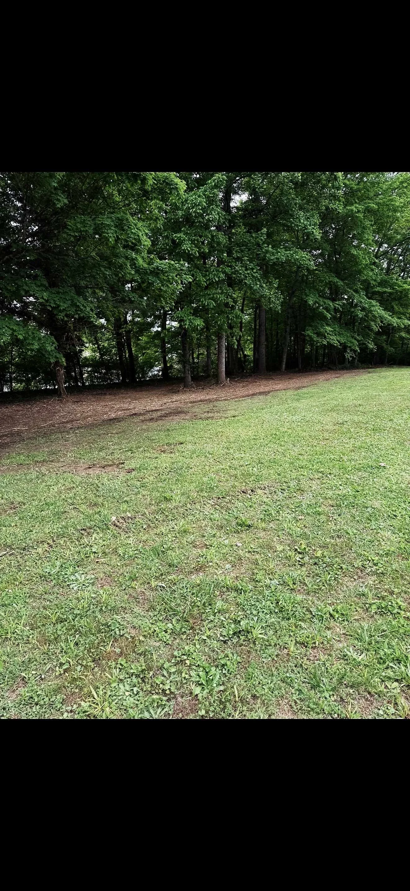 A grassy area with a line of trees in the background.