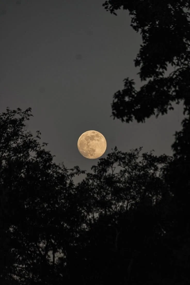 A full moon in the night sky framed by dark silhouetted trees.