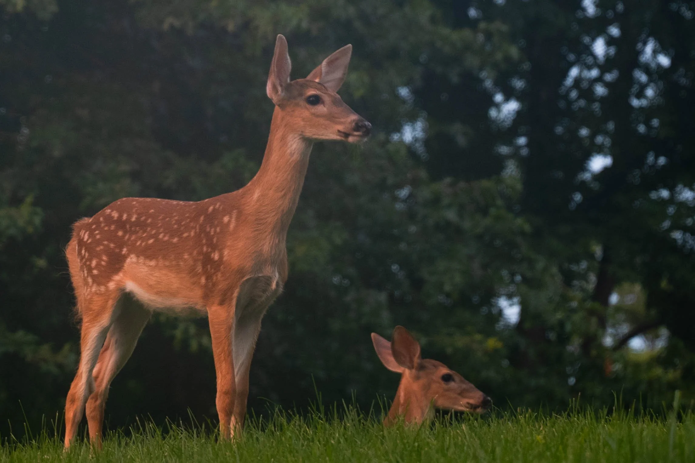 Two deer in a wooded area, one standing and the other lying on the grass, during dusk or dawn.