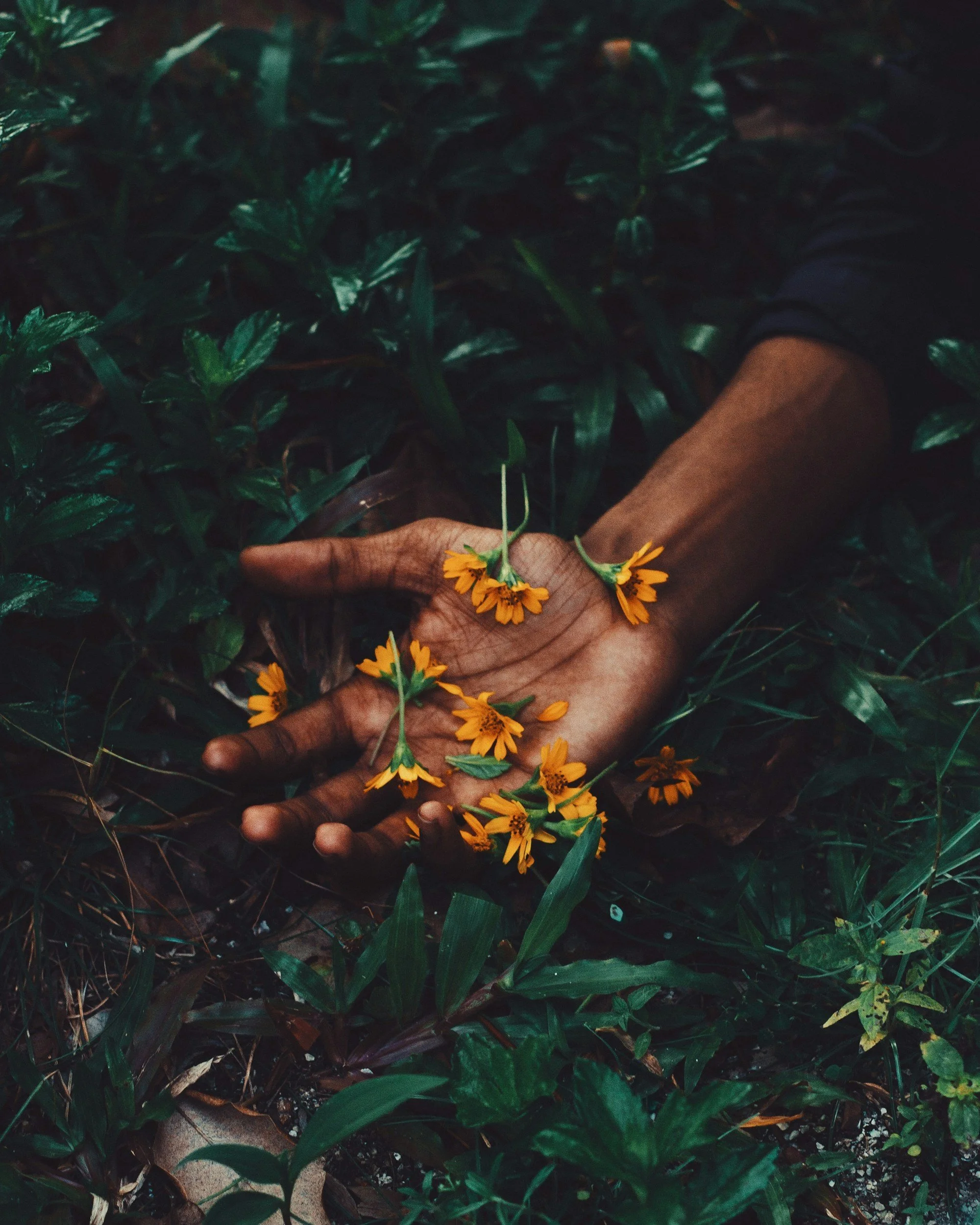 A person's hand holding orange flowers surrounded by dark green plants and leaves outdoors.