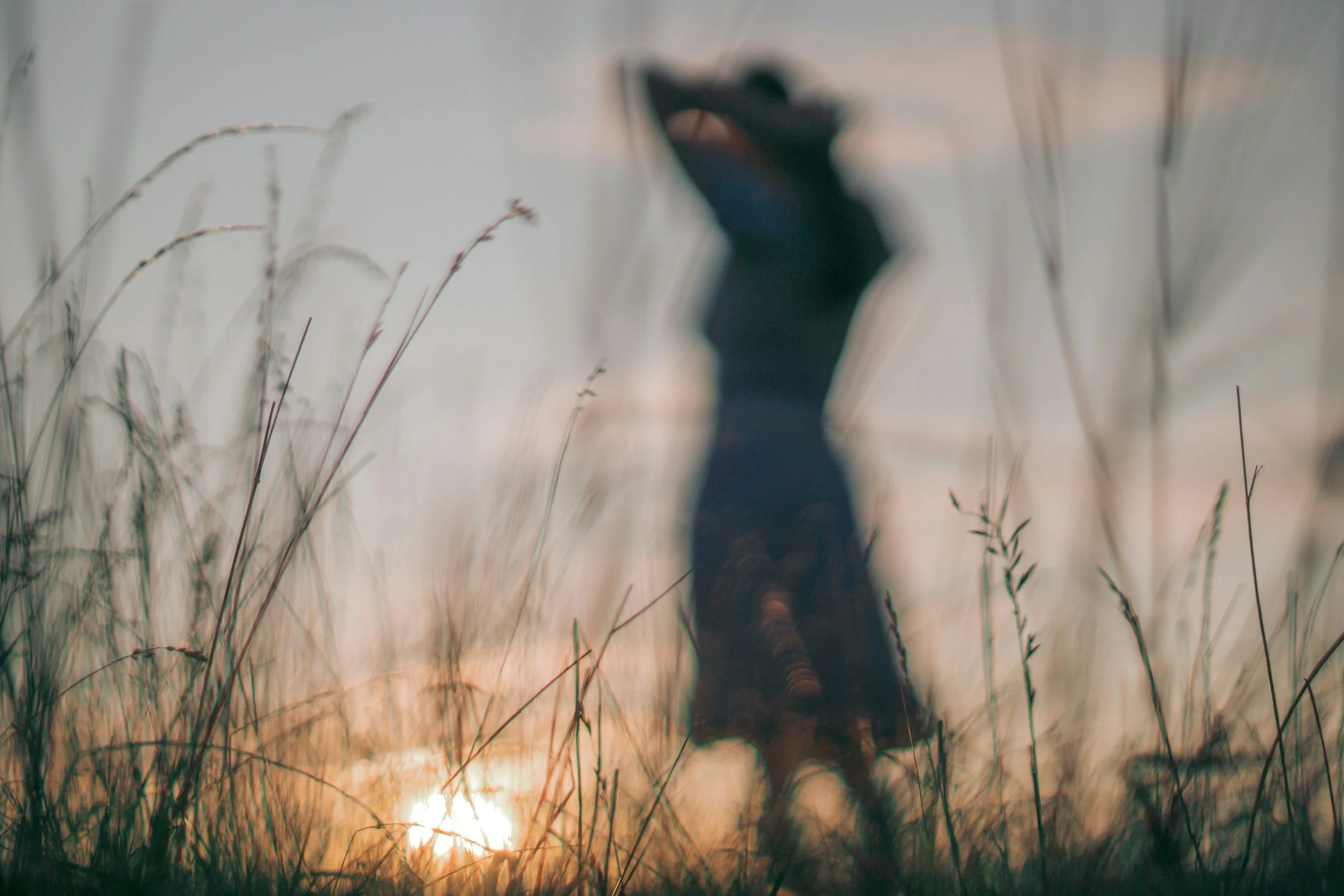 Person walking through tall grass at sunset or sunrise.