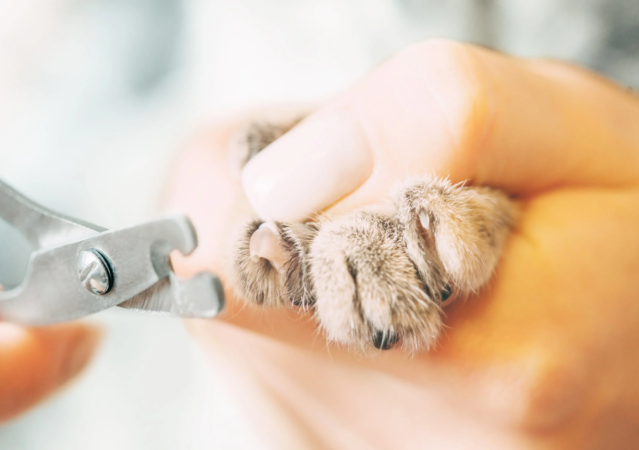 Close-up of a small dog, possibly a Yorkshire Terrier, being held or examined by a person with their hand on the dog's face.