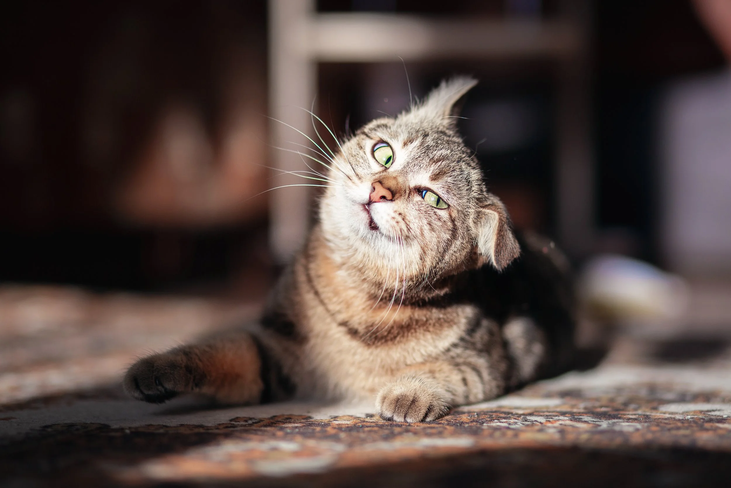 A tabby cat lying on the floor, looking up with green eyes, with a blurred background.