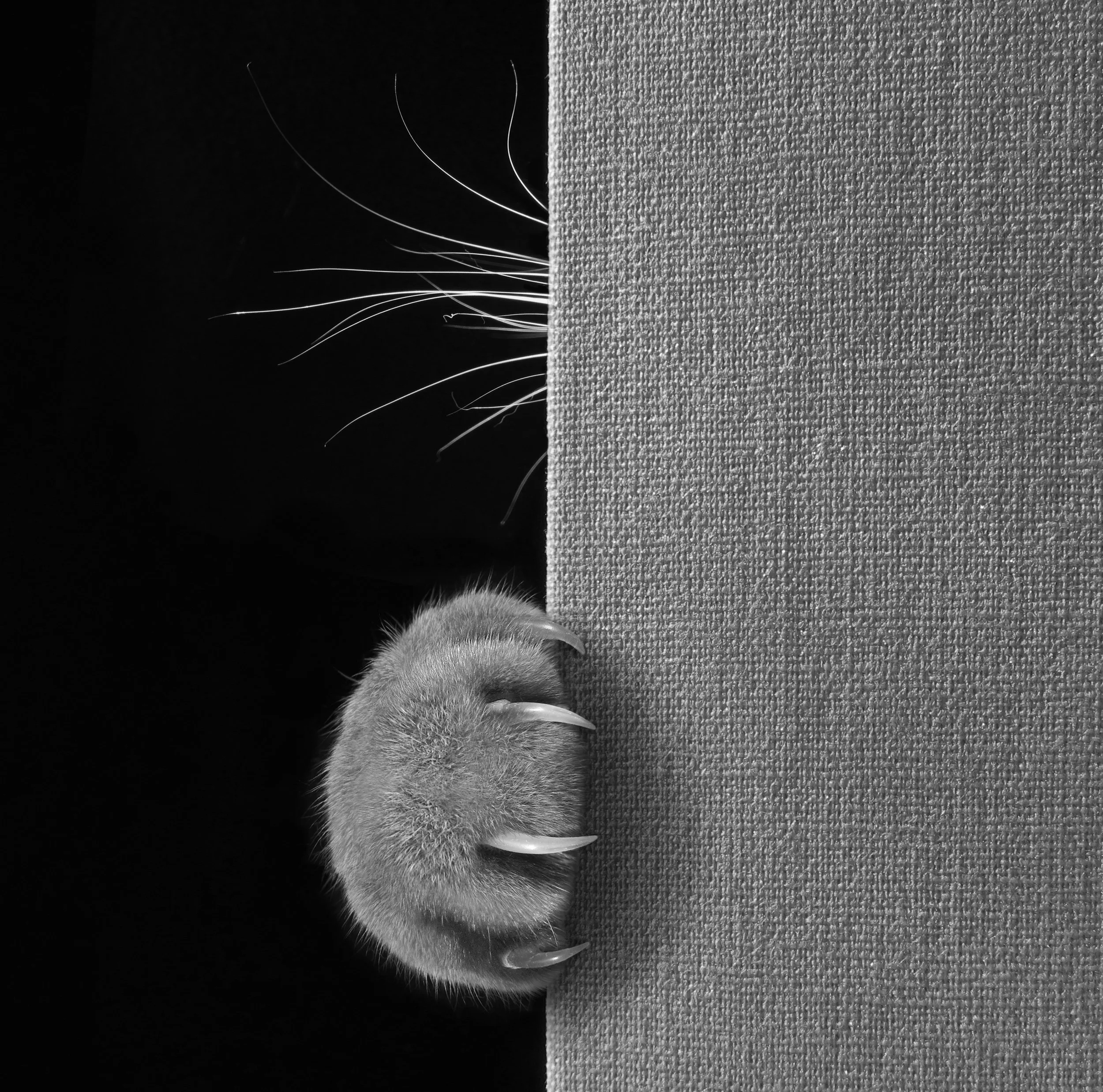 A close-up black and white photograph of a cat's paw with long, sharp claws grasping a textured fabric surface. The background is dark, highlighting the paw and claws.