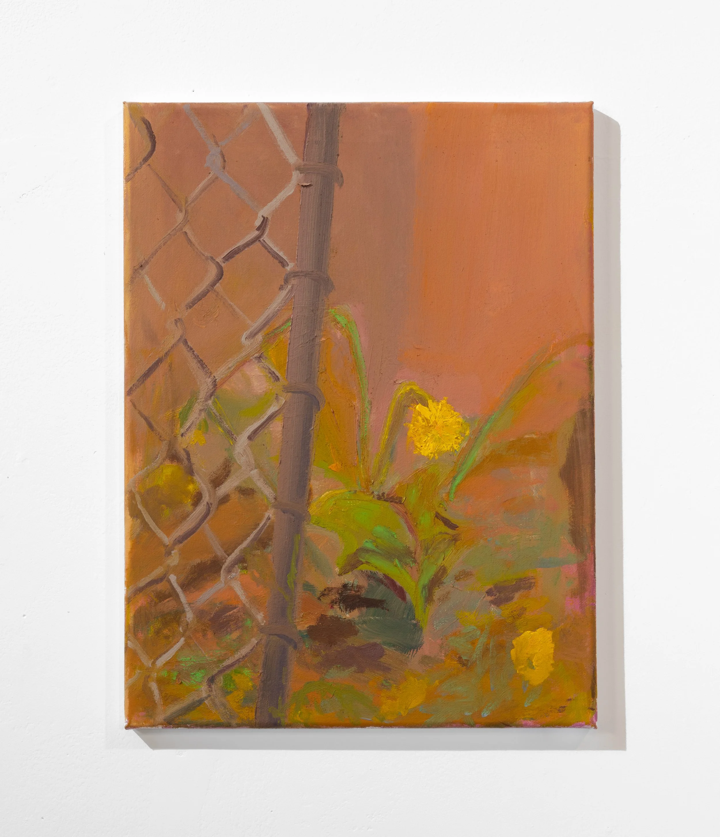 Untitled (Dandelion), 2026, oil on canvas, 11x14 in.