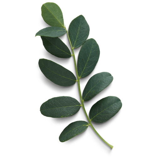 A green plant branch with multiple oval-shaped leaves.