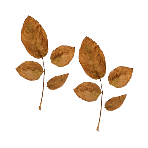 Two sprigs of dried brown leaves with multiple leaflets each.