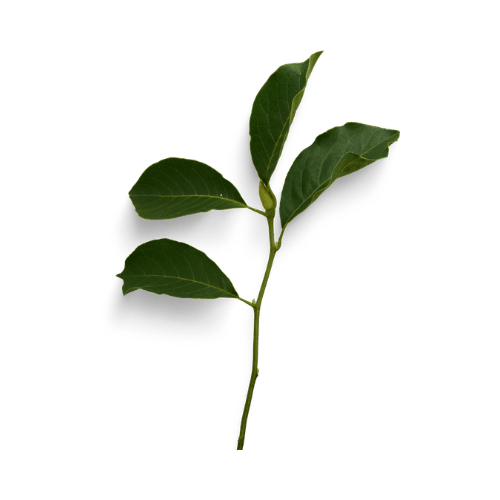A young green plant with several leaves.