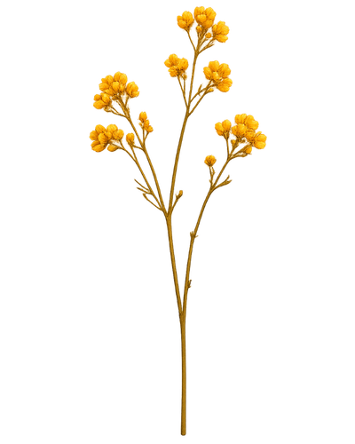 Yellow flowering plant with multiple small blossoms on thin stems.
