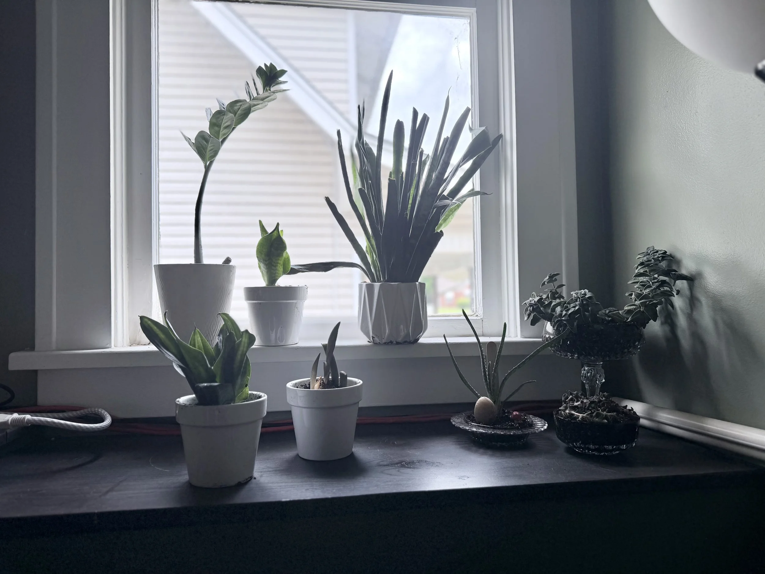 Collection of potted plants on a windowsill with a view of neighboring houses outside.