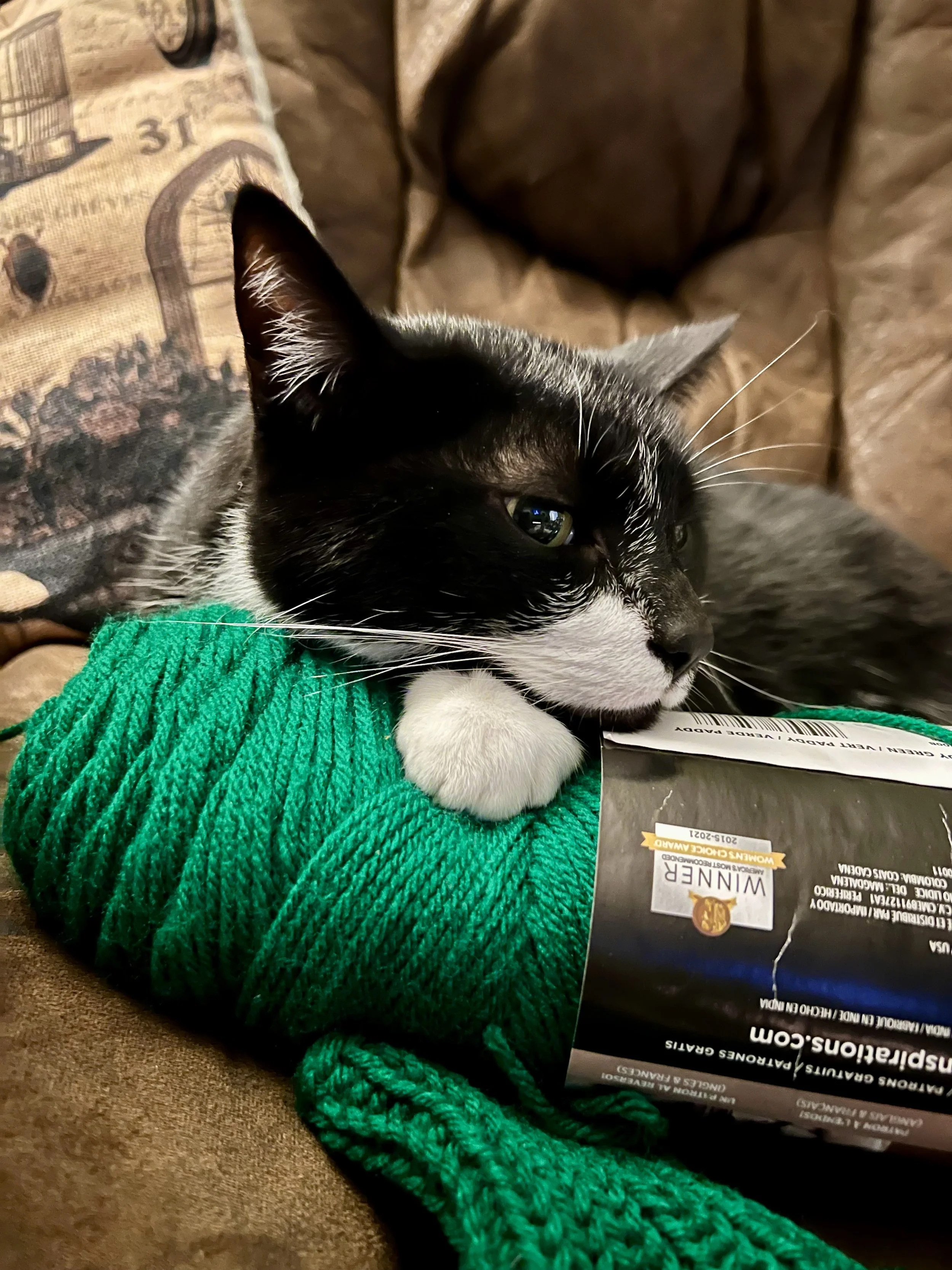 Close-up of a black and white cat lying on a green knitted blanket, partially covering a magazine or brochure with visible text and images.
