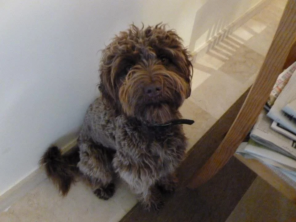 A fluffy, brown and black curly-haired dog sitting on a beige floor next to a white wall and a wooden table with books or papers on it.