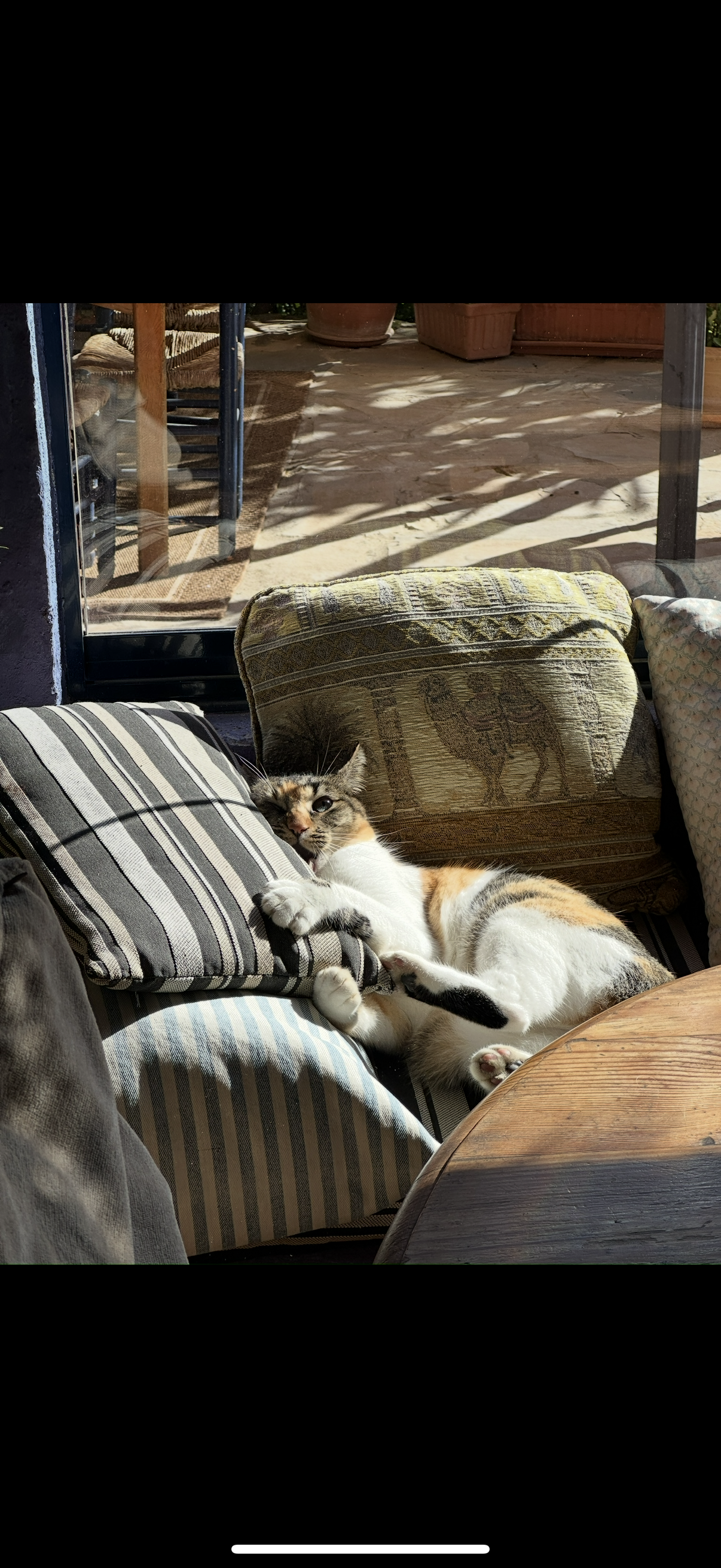 A calico cat lying on a striped cushion inside a living room, with sunlight coming through a glass door, casting shadows on the wooden floor and potted plants outside.