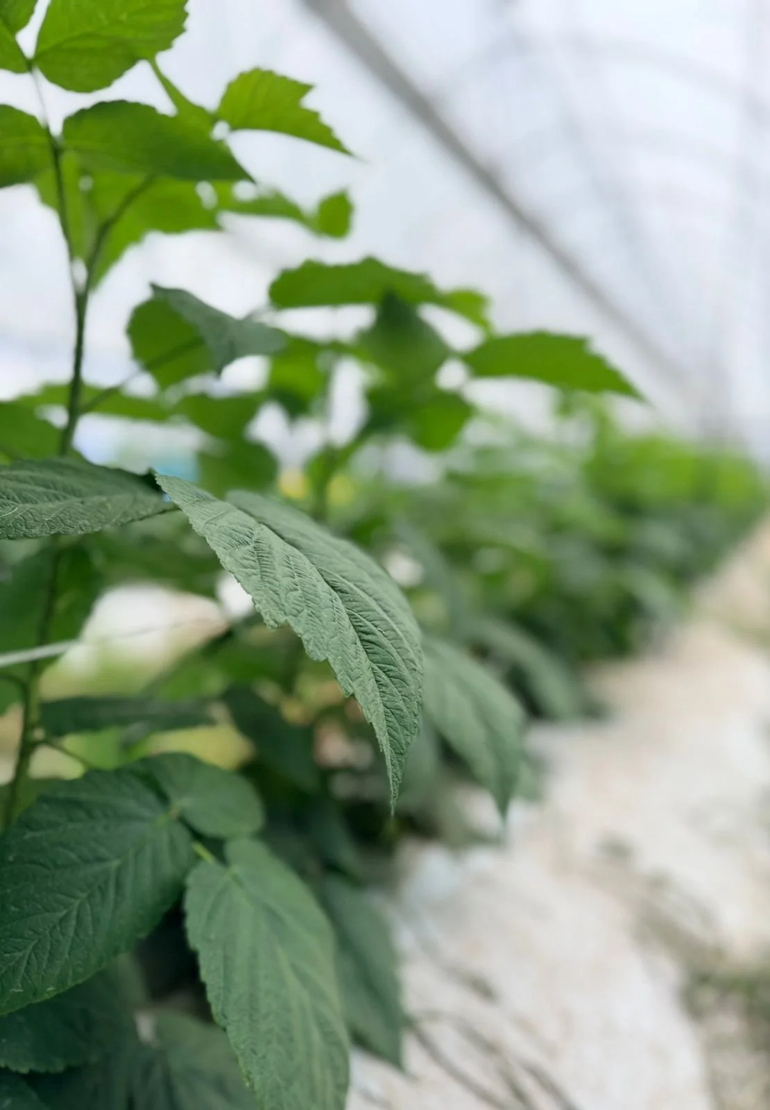Close-up of green raspberry plant leaves in a greenhouse.