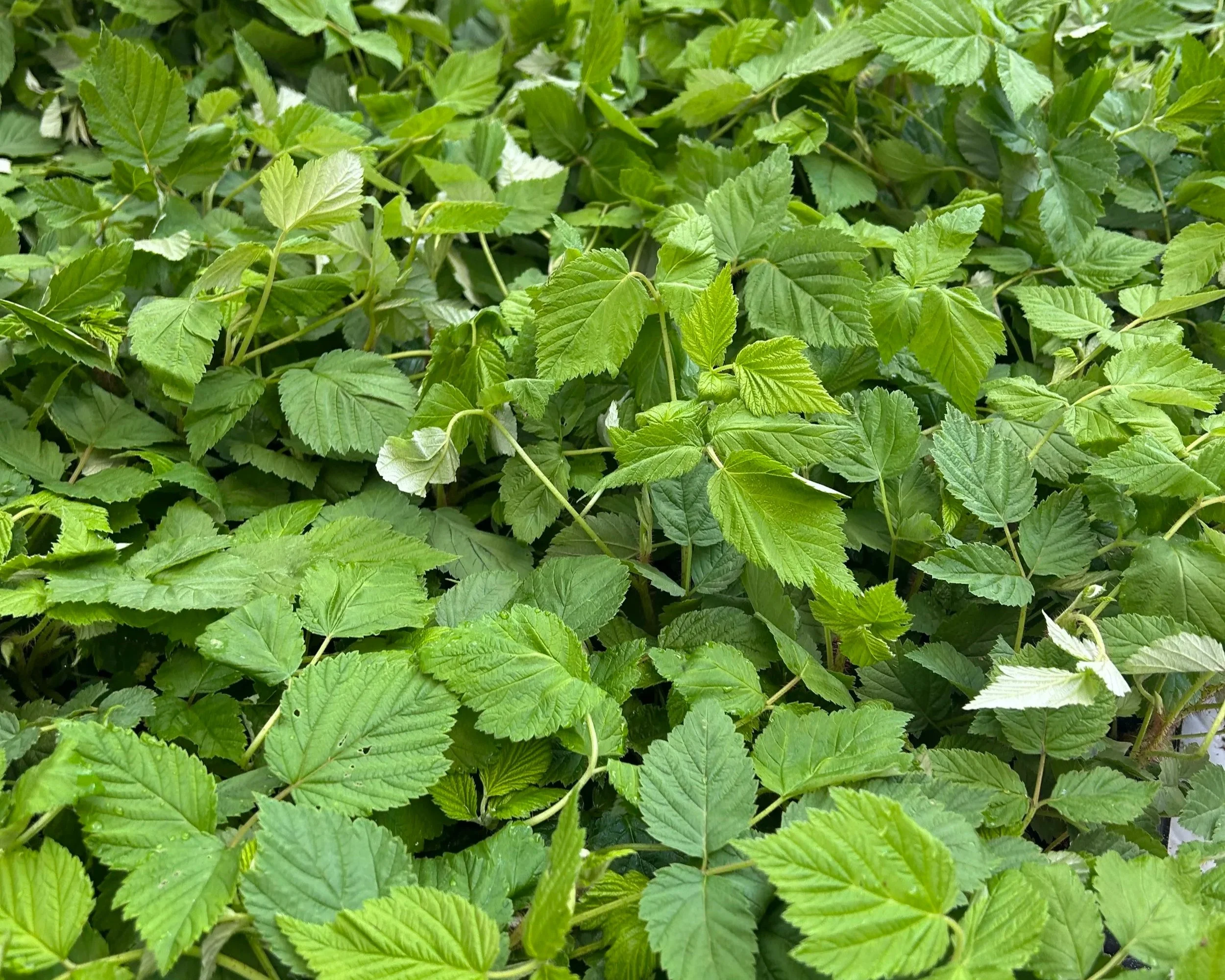 Close-up of a dense cluster of green raspberry leaves.