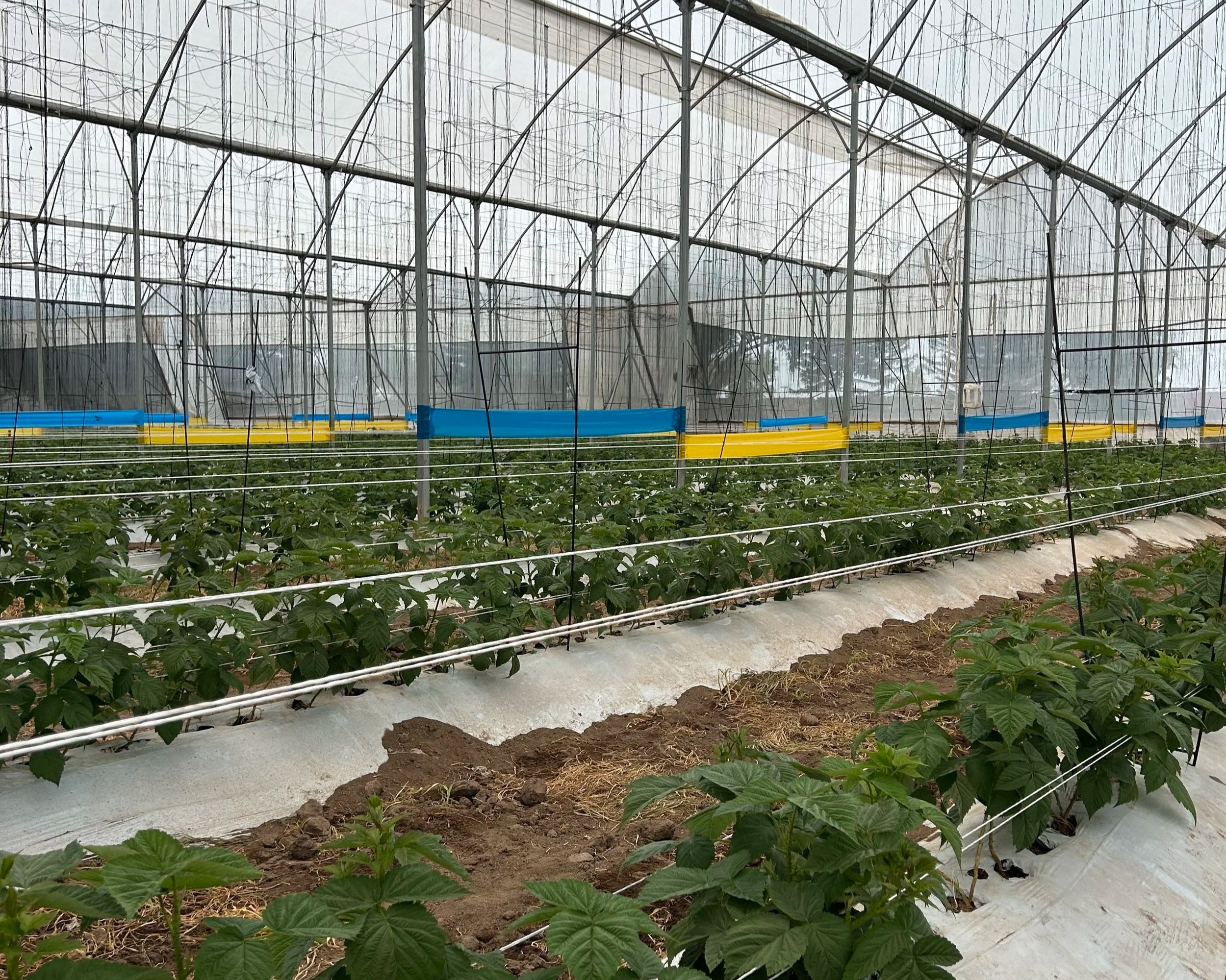 Inside a greenhouse with rows of green plants growing in soil, surrounded by a metal and plastic structure for climate control.