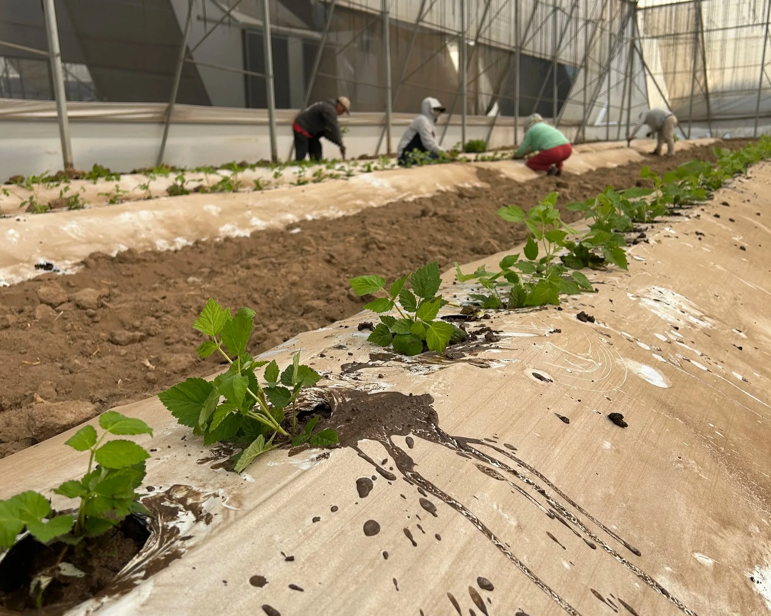 People working inside a greenhouse, planting young green plants on raised beds covered with plastic mulch.