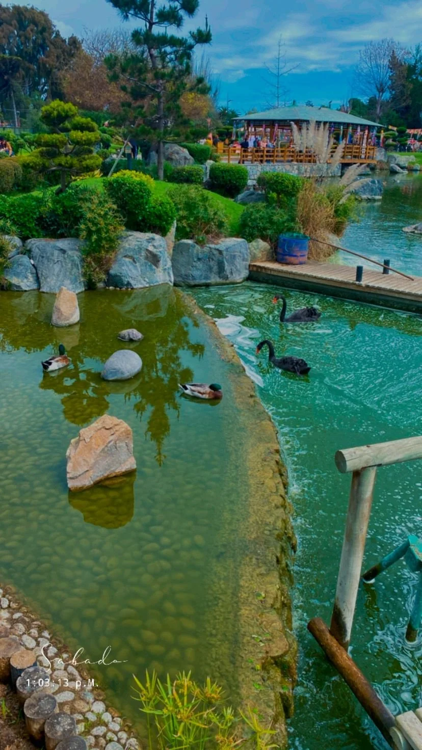 Jardín acuático con patos en el estanque, área de descanso con pabellón de madera, plantas verdes, rocas y árboles, cielo parcialmente nublado.