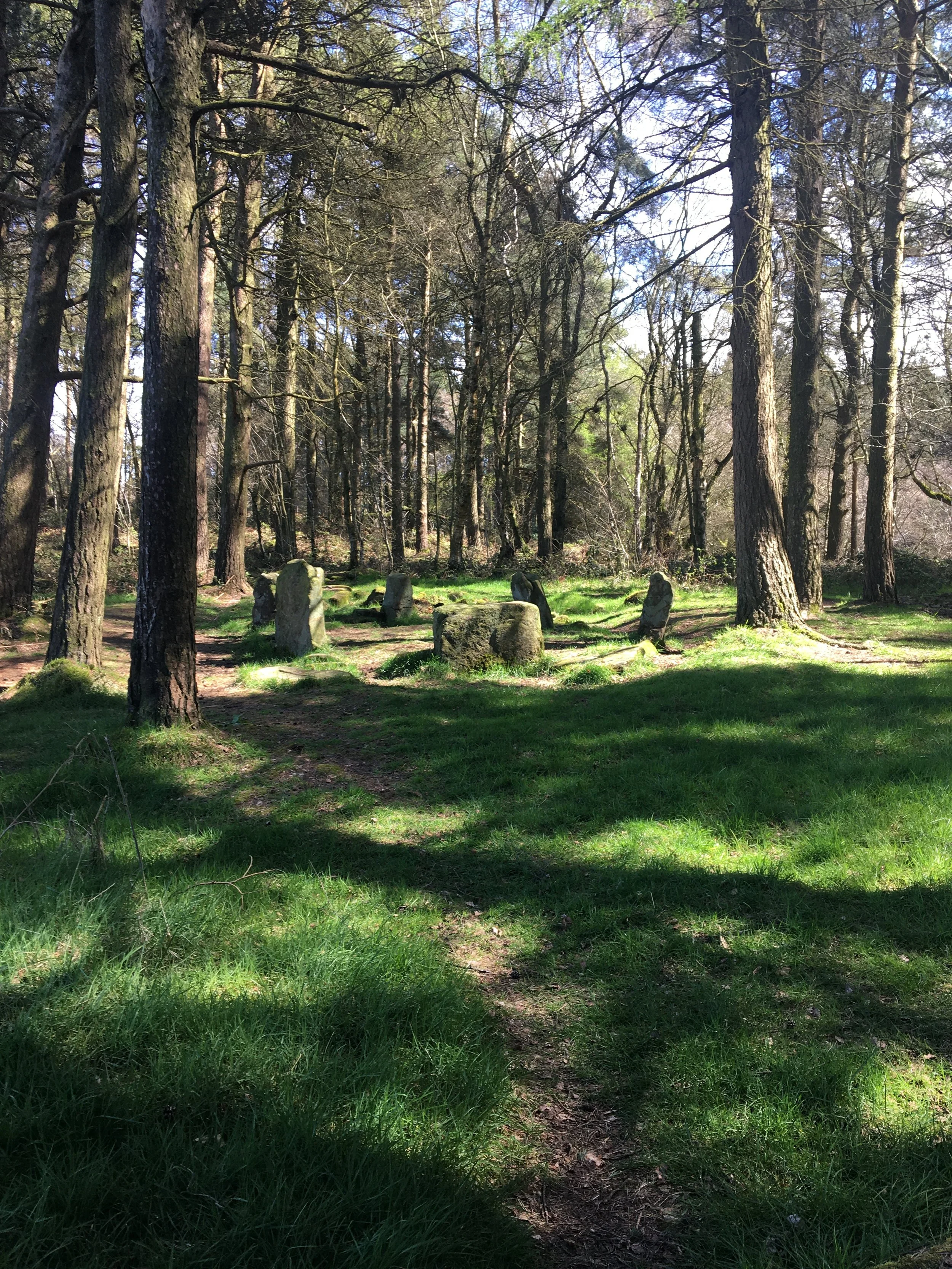 A forest scene with tall trees, green grass, and a small trail.