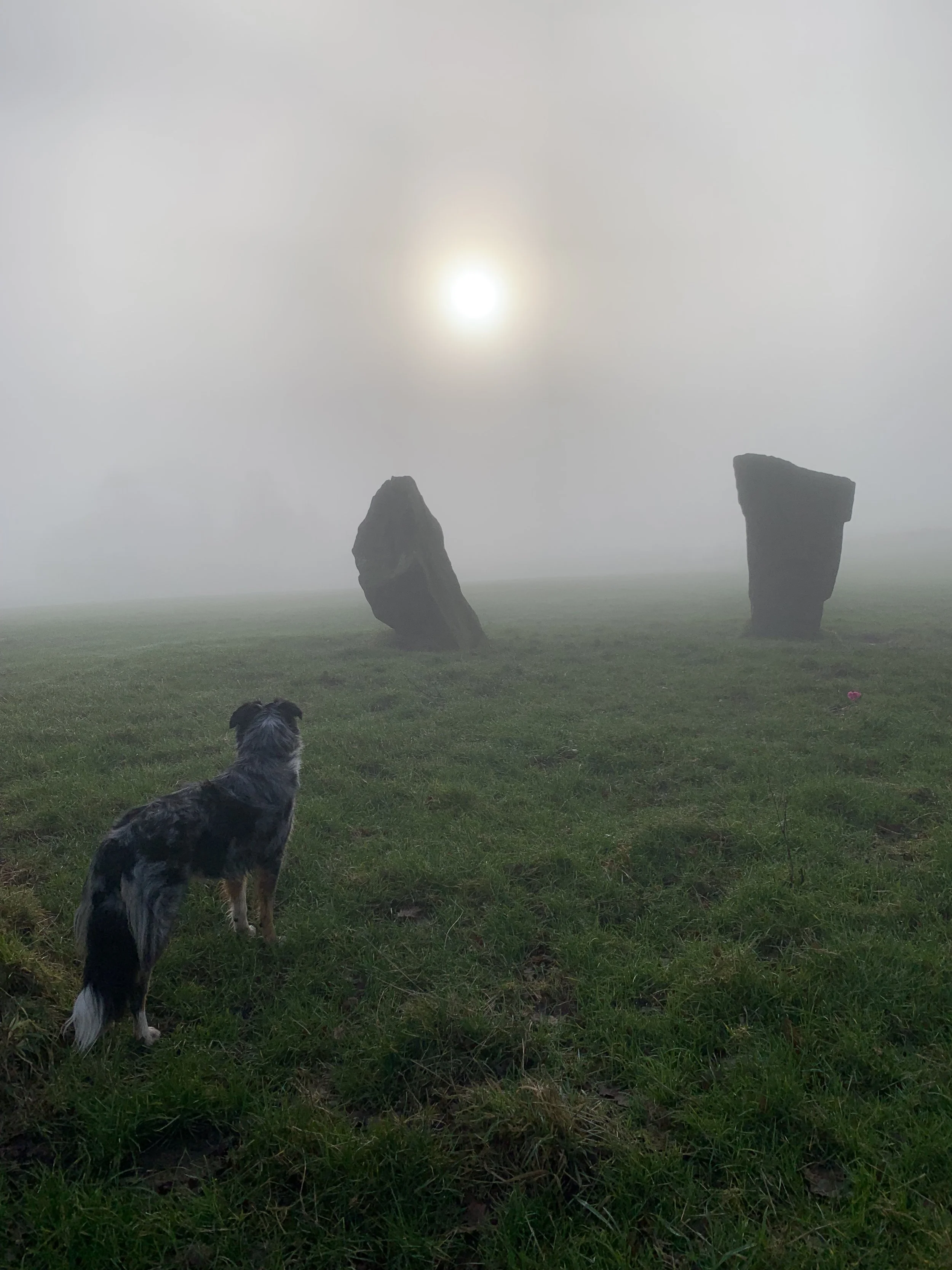 A dog looking at two large standing stones in a foggy landscape during daytime.
