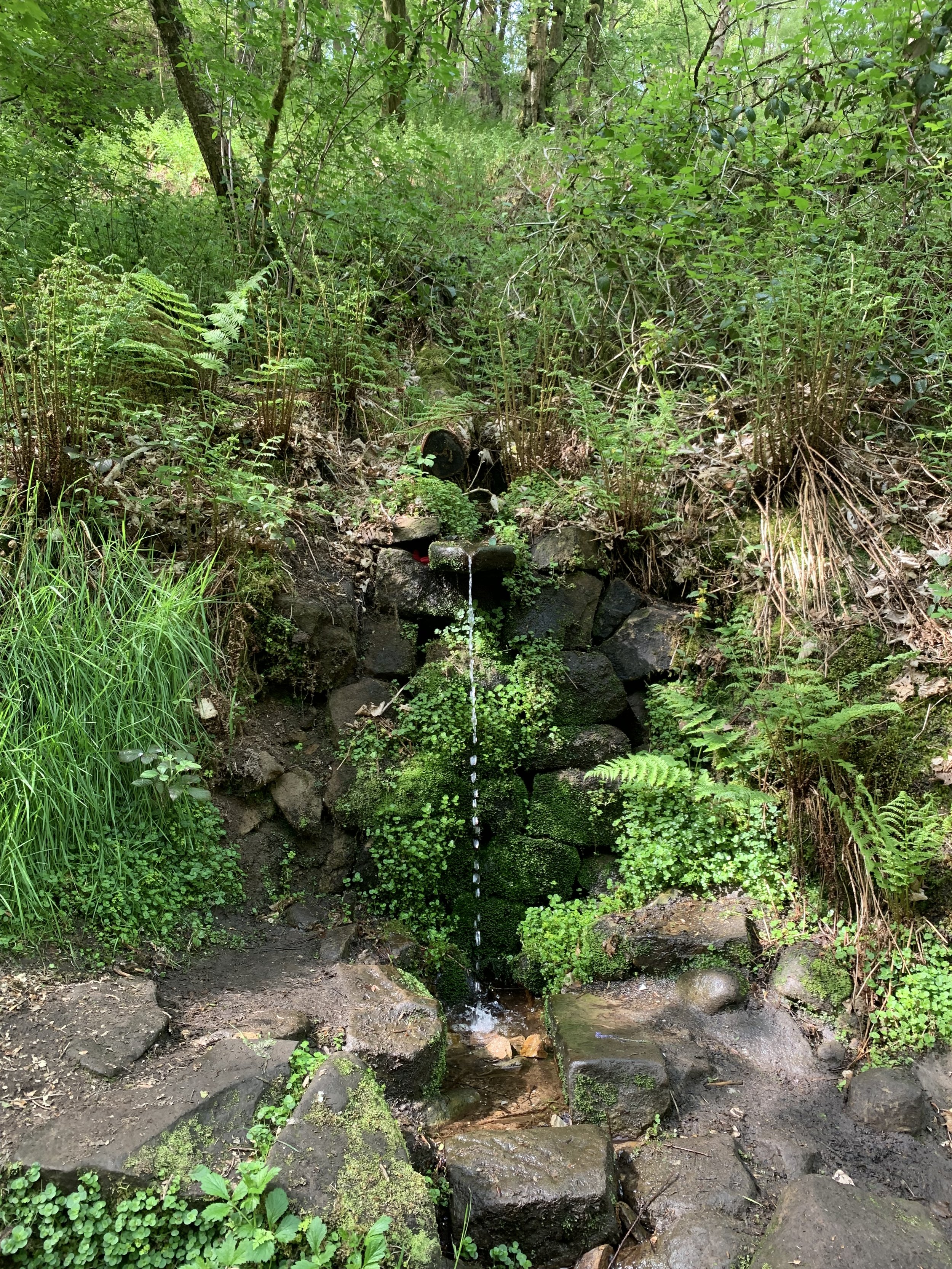 A small, rocky stream flowing through a lush, green forest with trees and plants on either side.