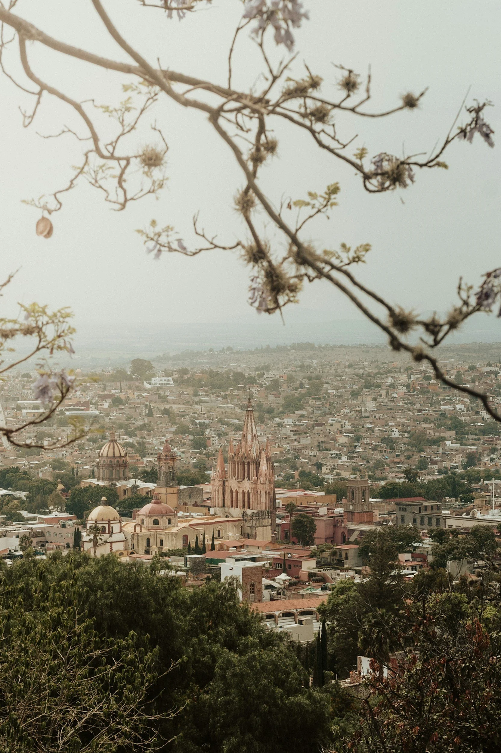 A cityscape viewed from a hillside, with the foreground showing tree branches and greenery, and the background featuring historic architecture, including a prominent cathedral with spires and domes.