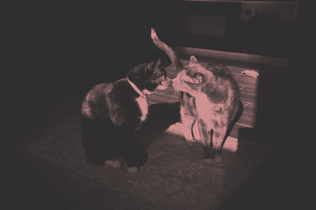 Two calico cats touching noses.