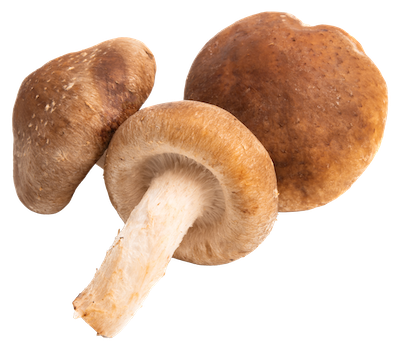 Three brown mushrooms, with one mushroom cap showing its gills and stem.