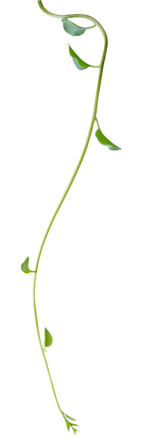 A green vine with small leaves extending upward against a transparent background.