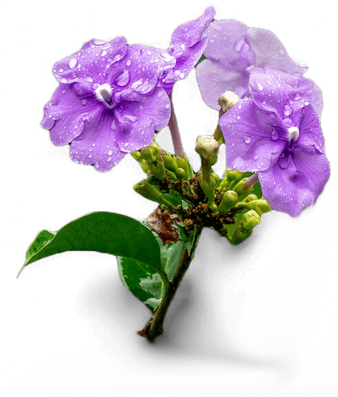 Purple flowers with water droplets on petals and green leaves, isolated on a black background.