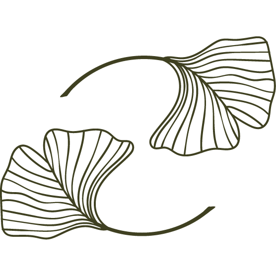 Illustration of two ginkgo leaves with detailed veining, arranged in a circular shape.