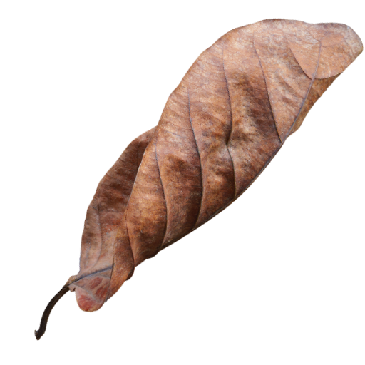 A dried, brown, curled leaf.