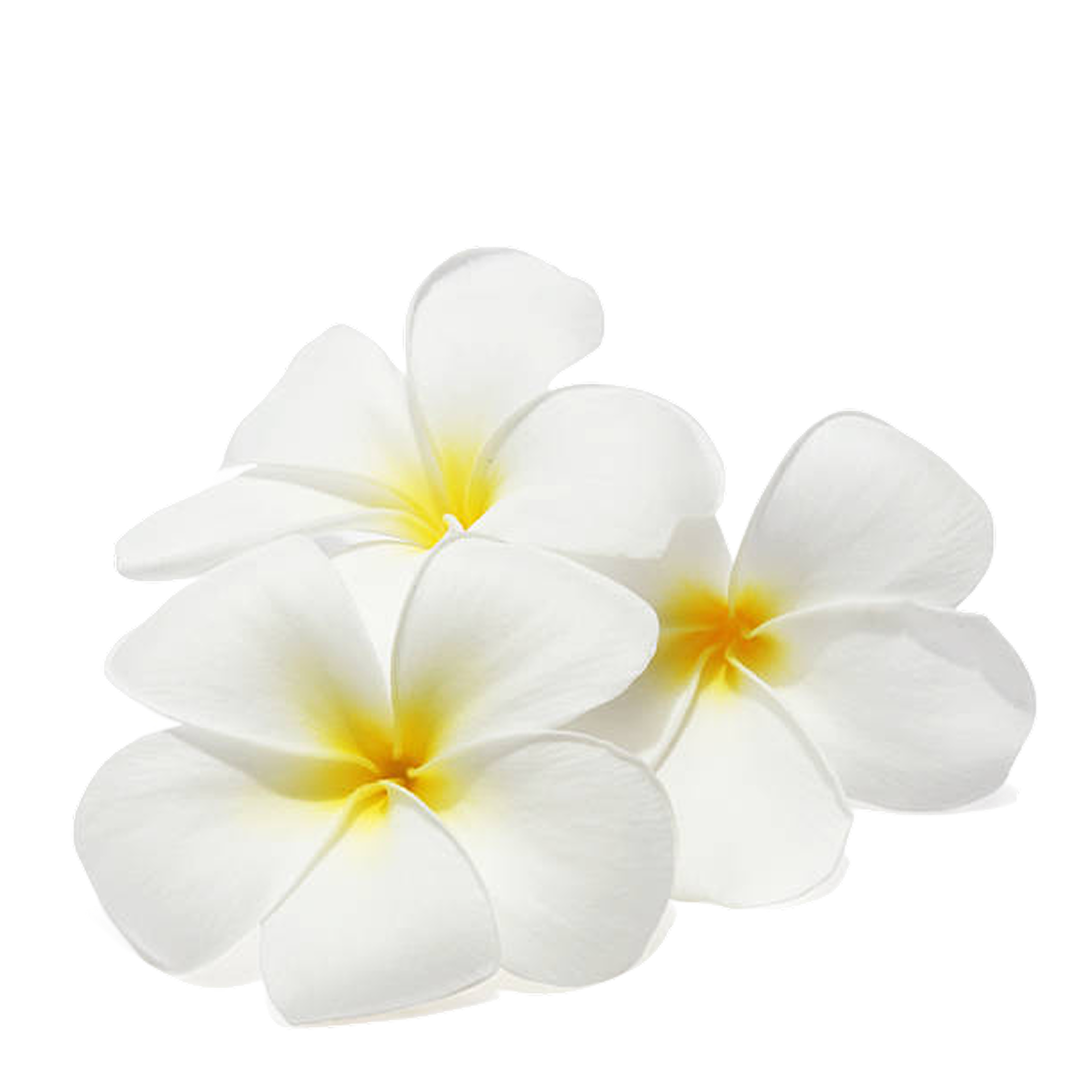 Close-up of a white plumeria flower with yellow center isolated on black background.