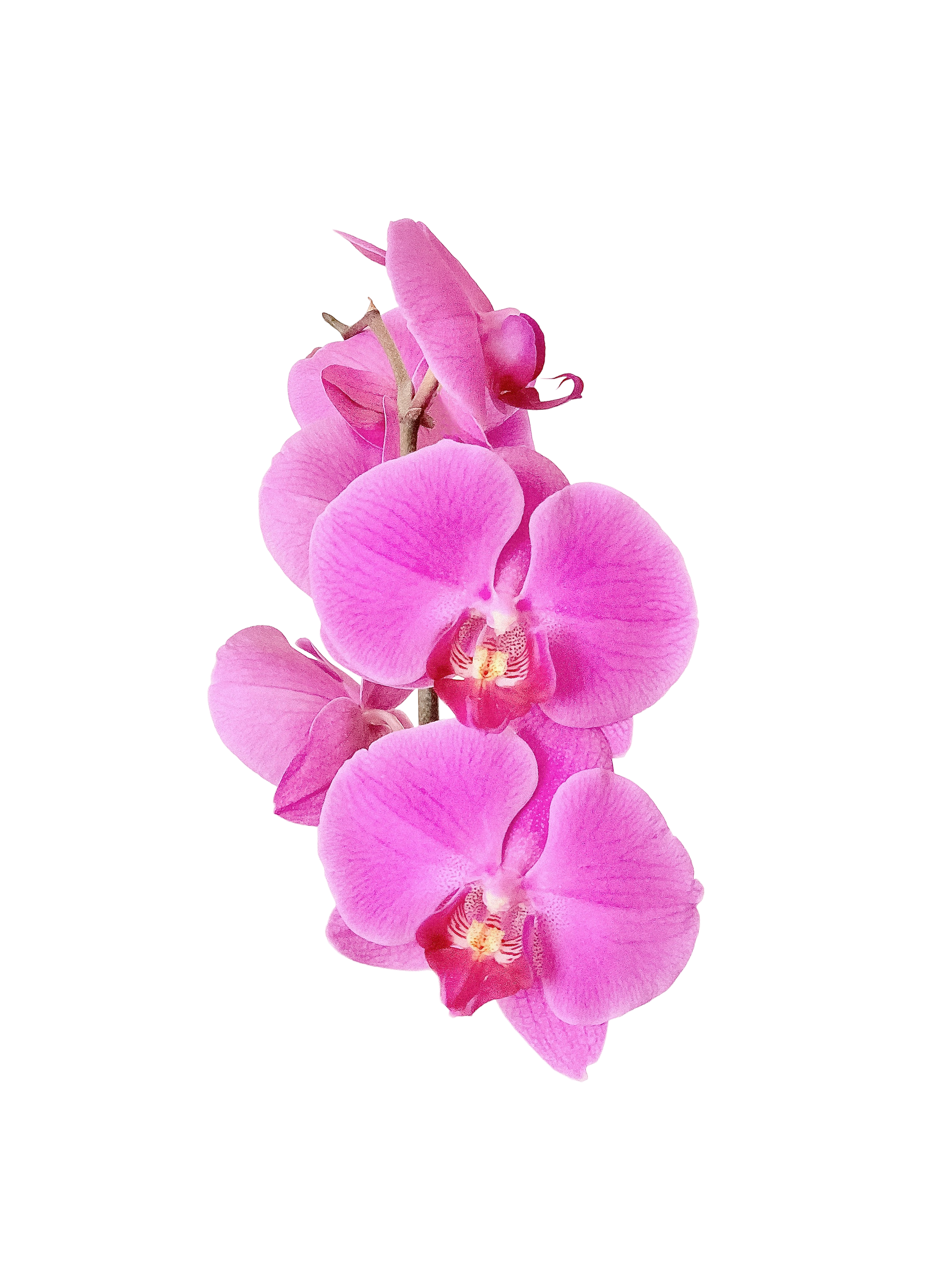 Pink orchid flower with multiple petals and intricate patterns, isolated on a black background.