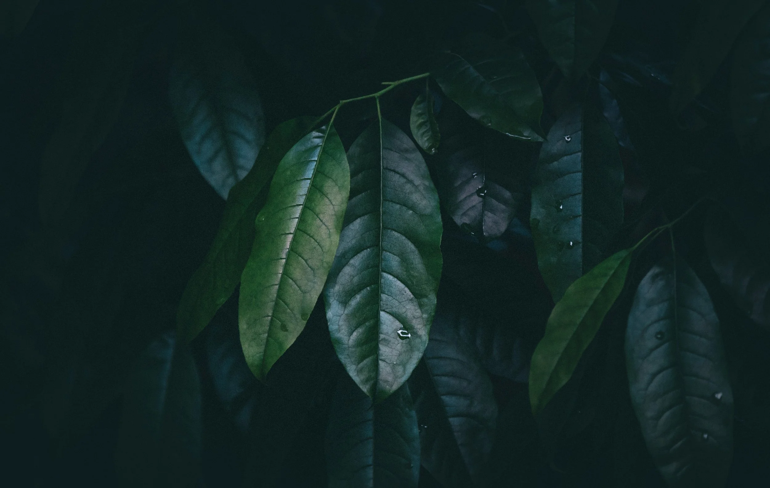 Dark green and light green leaves overlapping each other in low lighting.