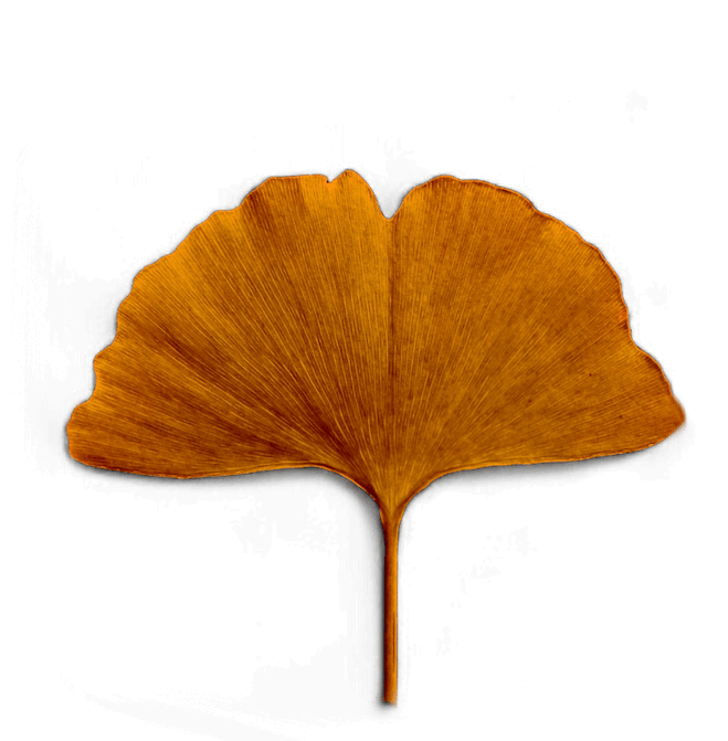 A single, dried, orange-brown ginkgo leaf against a black background.