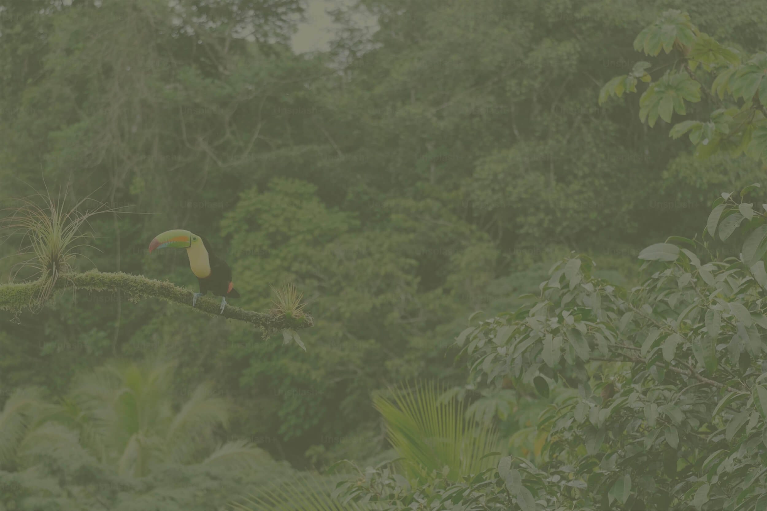A toucan perched on a branch in a lush green jungle with dense foliage.