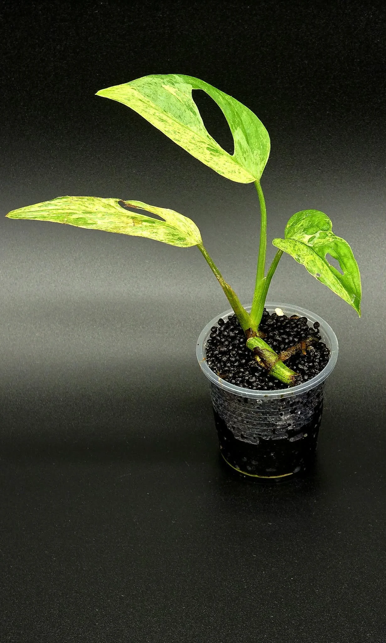 Monstera Adansonii Indonesian Marble - A