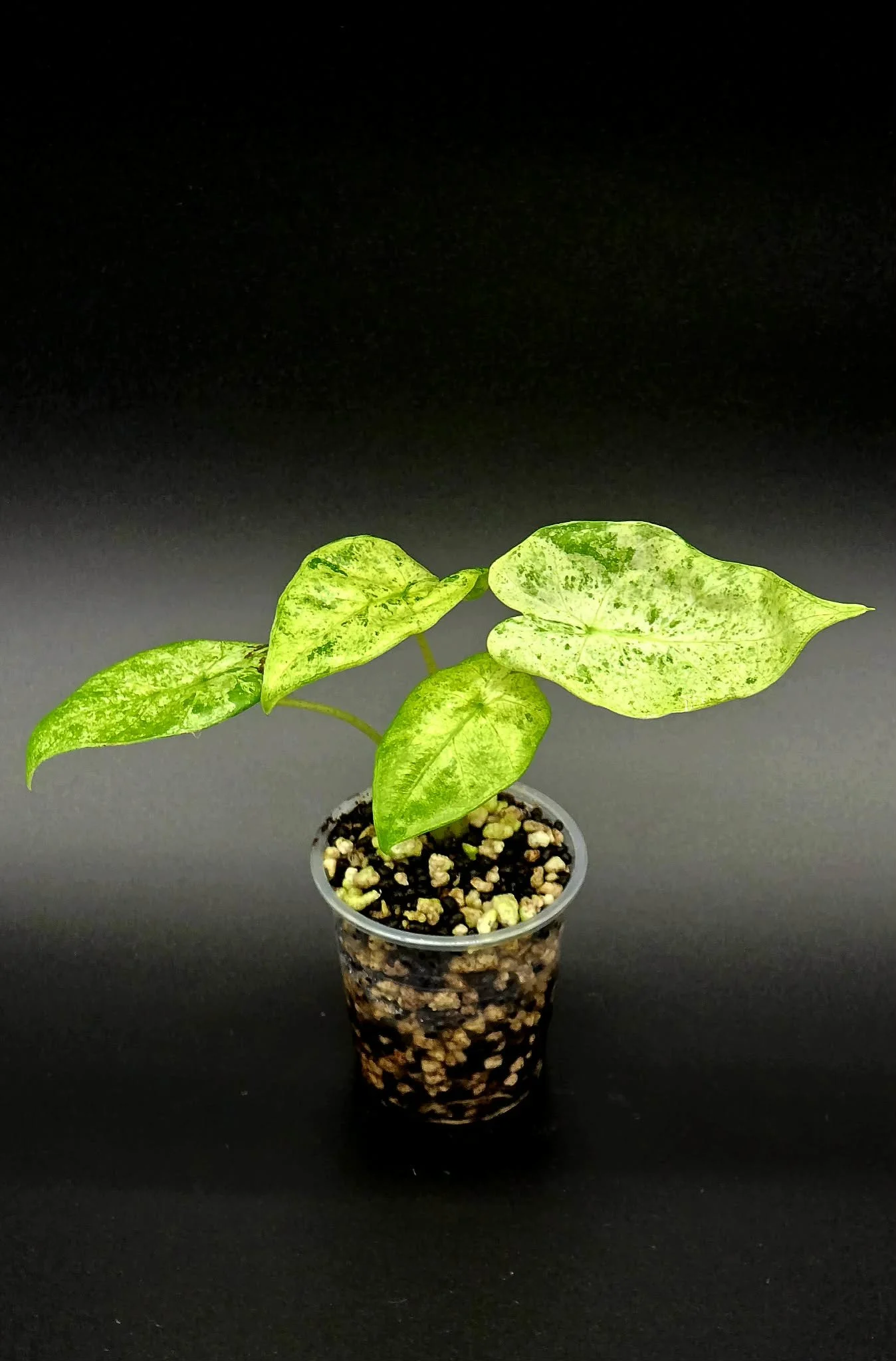 Alocasia Odora Batik - A