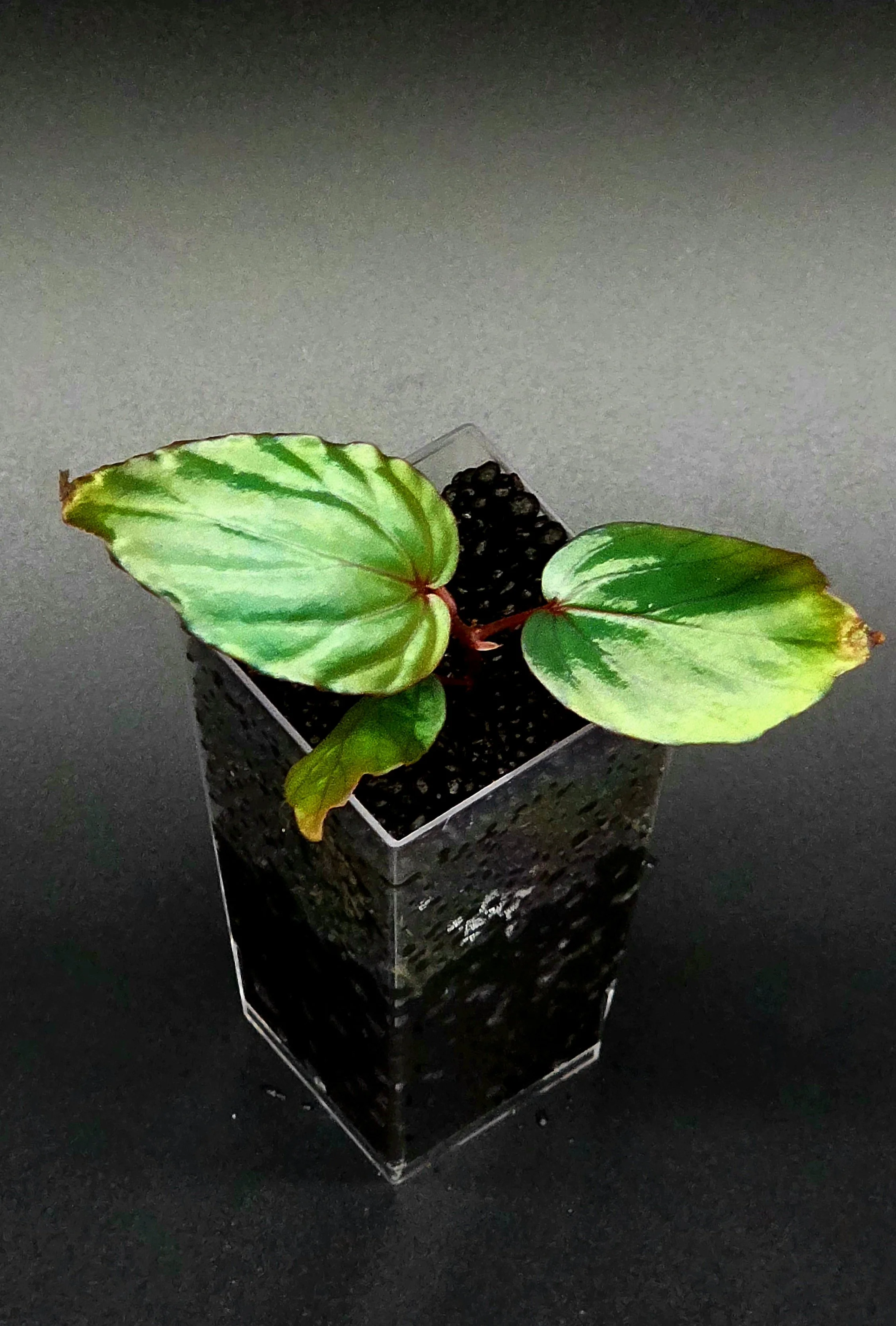 Begonia Kapuashuluensis