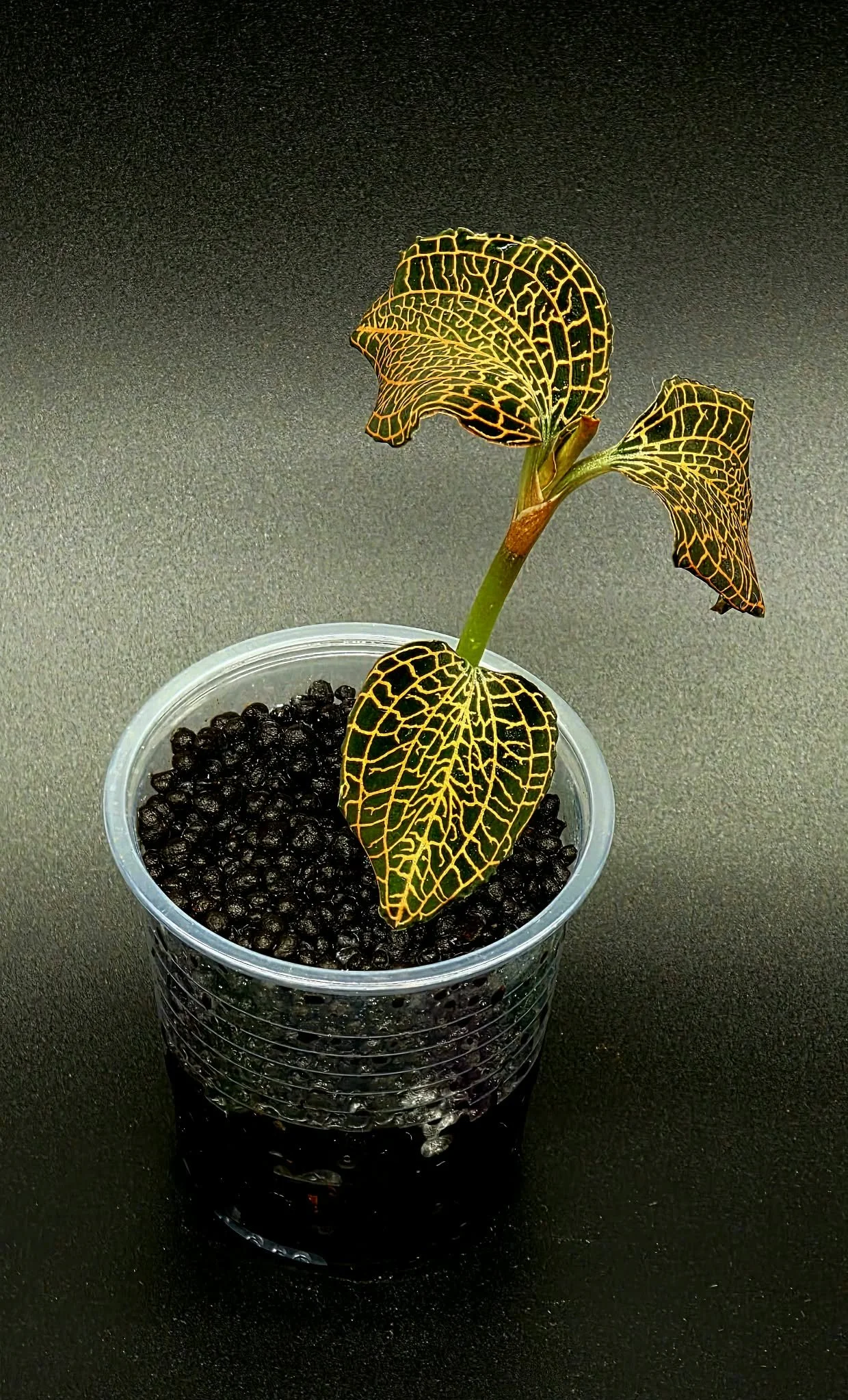 Jewel Orchid Anoechtocilus NOID A2.jpg