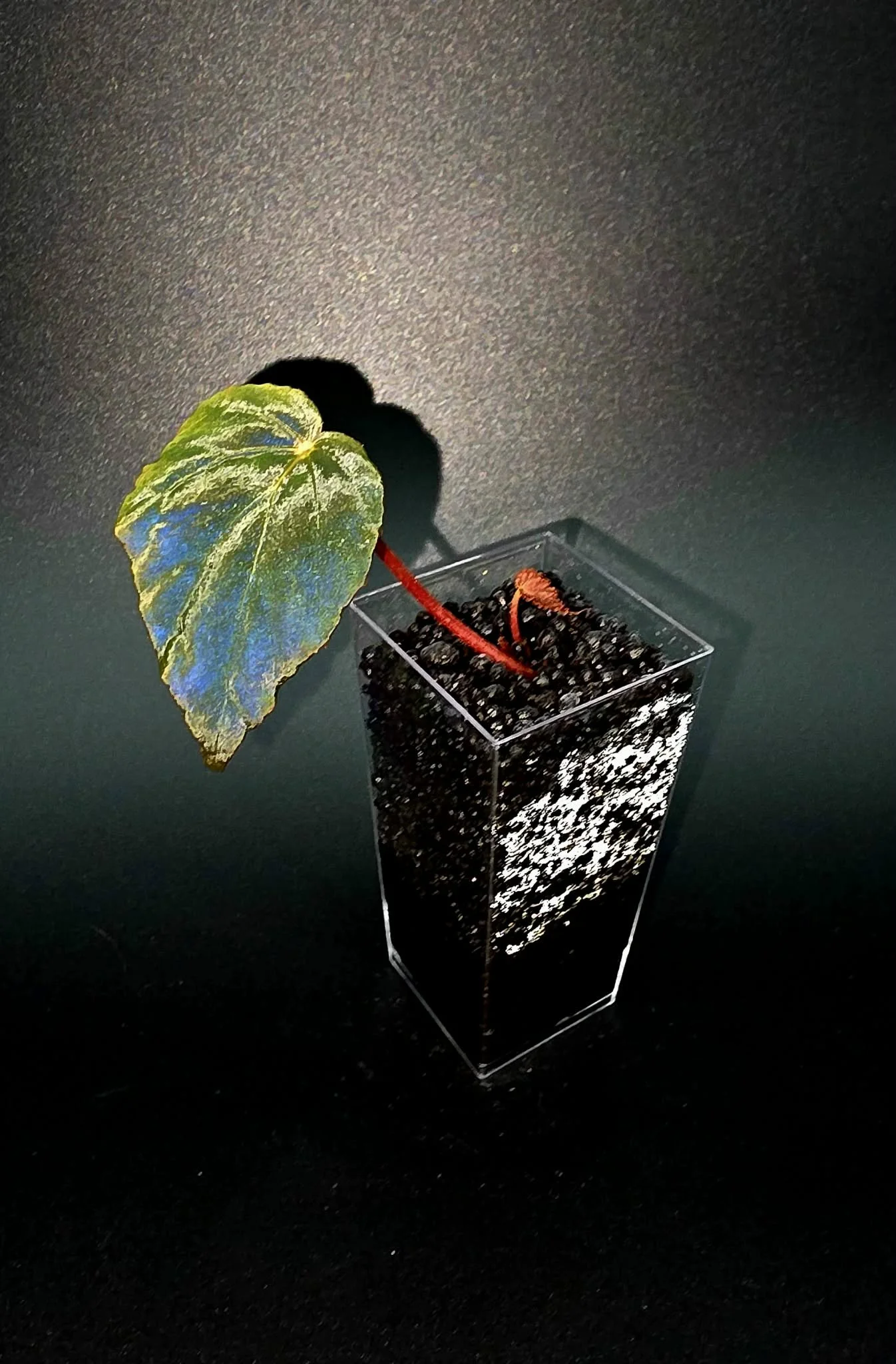 Begonia Pavonina - B